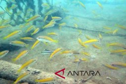 Ikan hias padati "fish shelter" PT Timah