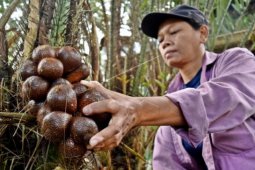 Produksi buah salak Tapanuli Selatan menurun