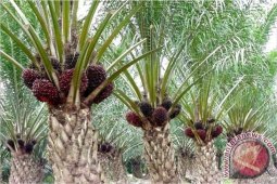 TNC: SIP-Kebun Upaya Menuju Sawit Berkelanjutan