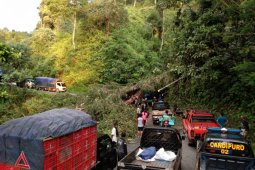 Jalur Selatan Lumajang-Malang Sempat Ditutup Total Akibat Pohon Tumbang