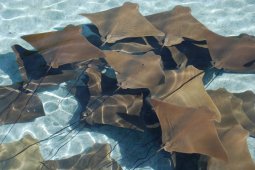 Perenang Australia Meninggal setelah Diserang Ikan Pari