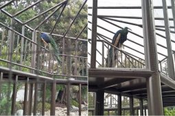 Ternyata, satwa langka ada dipelihara di Taman Pendopo Cianjur