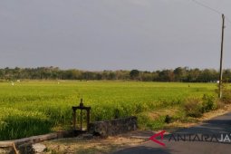 Dinas Pertanian Bengkulu perluas areal tanam pangan 15.842 hektare