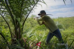 Petugas TNGL tebang ratusan batang sawit