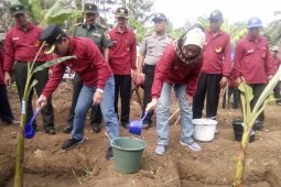 Pemkab Lumajang Gandeng Perbankan Kembangkan Produk Pisang Agung