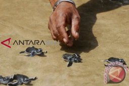 2.327 tukik dilepas di Pantai Saba, Bali