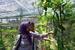 Mengenal wisata edukasi tanaman aromatik khas Indonesia