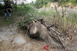 11 ekor gajah mati di Aceh selama 2018