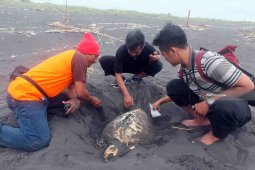 Nelayan Temukan Bangkai Penyu di Perairan Selatan Jember (Video)