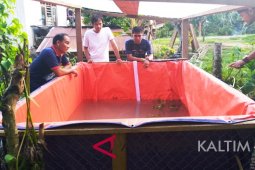 Warga Pedalaman Mahulu Berhasil Kembangkan Lele