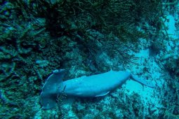 Pemkab Raja Ampat Diminta Sosialisasi Perda Hiu