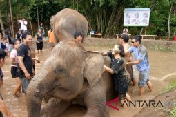 Bali Zoo presents activity of "mud bath" with elephants