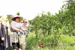 Disporapar Kalbar promosikan wisata Petik Jeruk Kalimas