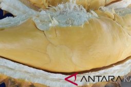 Cara Kalbar menjaga kelestarian durian