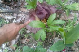 Bunga Bangkai tumbuh di komplek percandian Muarajambi