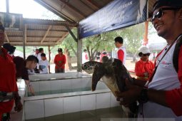 Berselfie dengan Penyu di Tanjung Benoa