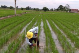 BPTP Jambi diseminasikan "jarwo super" lahan pasang surut