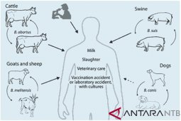 Peternak diminta waspada penyakit brucellosis pada sapi dan kambing