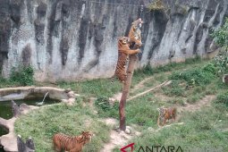 Harimau Sumatera di taman margasatwa Bukitinggi