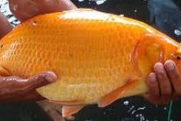 Dinas Perikanan Ajak Warga Budayakan Konsumsi Ikan