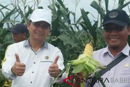 Produksi jagung Bangka Selatan capai 184,8 ton