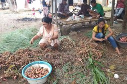 Petani Lengkuas Di Lebak Raih Keuntungan