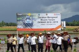 BNI-Kementan Lanjutkan Musim Tanam "Okmar" di Jember