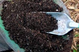 petani Apresiasi BPP Bulango Timur Produksi Pupuk Organik Padat
