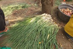 Daun Sereh di Lebak Tumbuhkan Ekonomi Petani