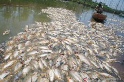 Warga Nagan Raya konsumsi ikan diduga tercemar limbah