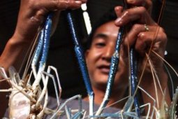Ikuti Turnamen Mancing Udang Galah se-Kalbar di Sambas
