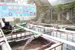 KKP Uji Coba Teknologi Microbubble Budi Daya Udang Vaname