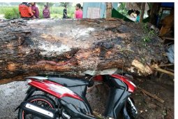 Seorang Warga Meninggal Tertimpa Pohon Tumbang di Blitar