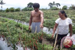 Harga turun, petani cabai Tapanuli Selatan mulai menjerit