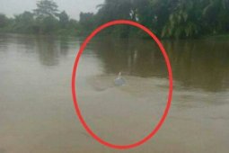 Warga Labura dihebohkan kemunculan lumba-lumba putih di Sungai Kualuh