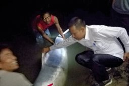 Setelah mati, lumba-lumba putih di Sungai Kualuh dibawa ke Medan