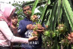 Kampung Cigadog jadi sentra agrowisata buah naga