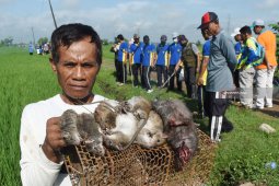 Hama Tikus Serang Puluhan Hektare Lahan Padi di Kabupaten Madiun