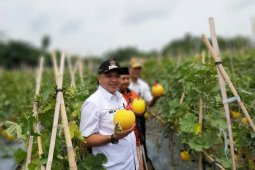 Varietas premium kunci keberhasilan petani Teluk Naga