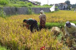 Penen padi bersama Babinsa Koramil 03/Sipirok