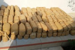 Polres Langkat amankan 220 kilogram ganja