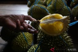 Durian Mantuala Buah surga dari HST