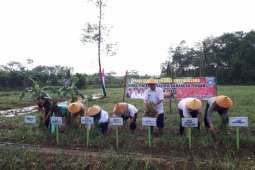 Pemkab Bangka Tengah bertekad swasembada bawang merah