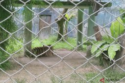 Harimau dan Singa di Taman Rimba Jambi mati