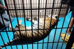 Bangkai harimau sumatera Taman Rimba Jambi dibakar