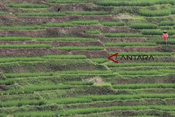 Kawasan pertanian rawan longsor