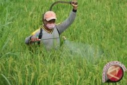Nilai Tukar Petani Kaltim Masih Rendah