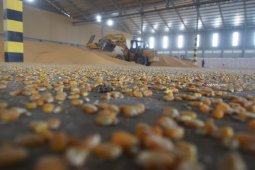 Bulog Distribusikan Jagung Impor untuk Peternak