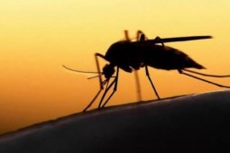 Culiseta annulata, untuk pertama kalinya spesies nyamuk ditemukan di Islandia