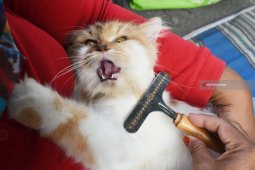 Bakti Sosial Perawatan Kucing